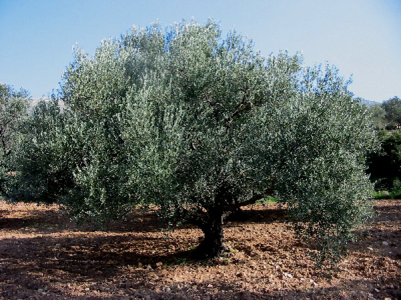 Olive Tree in Jordan Valley